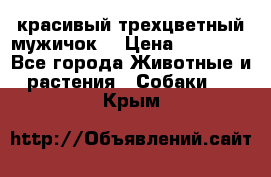 красивый трехцветный мужичок  › Цена ­ 10 000 - Все города Животные и растения » Собаки   . Крым